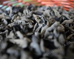 卓创众成 可食用黑木耳 无根木耳菌菇 人工种植