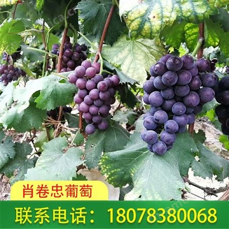 广西桂林兴安鲜食巨峰葡萄订购认准肖卷忠基地