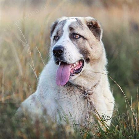 俄罗斯中亚牧羊犬 大骨架 超大巨型犬 活体幼犬