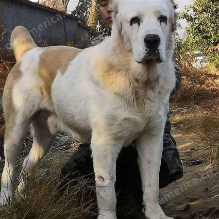 俄罗斯中亚牧羊犬 大骨架 超大巨型犬 活体幼犬