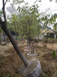 树木移栽--专业树木移植-移树工期有保障-队伍专业效率